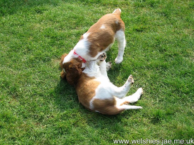 2009-04-03 76.JPG - Hal on top, Zen underneath